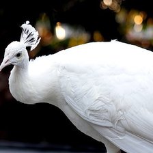 Схема вышивки «Белый павлин»