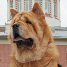 Чау-чау смуф