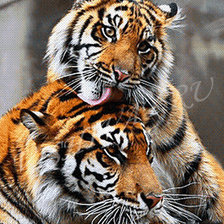 Схема вышивки «тигр»