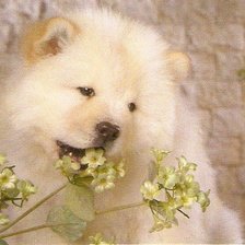 Схема вышивки «№393932»