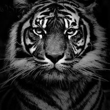 Схема вышивки «Тигр»