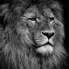 Схема вышивки «Лев»