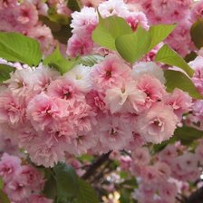 Схема вышивки «цветы»