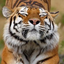 Схема вышивки «Тигр»