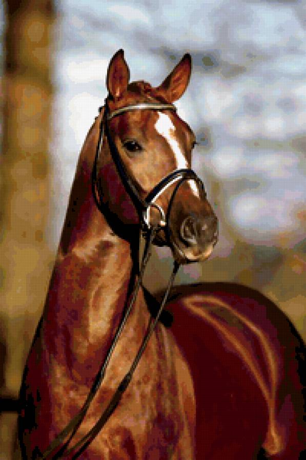 конь - животное - предпросмотр