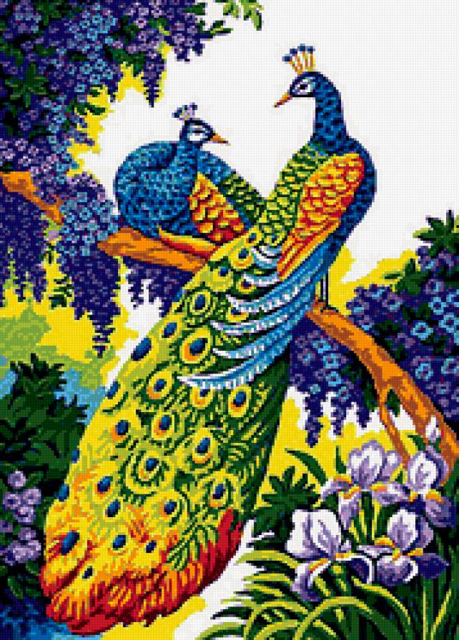 Павлины - птицы, павлины - предпросмотр