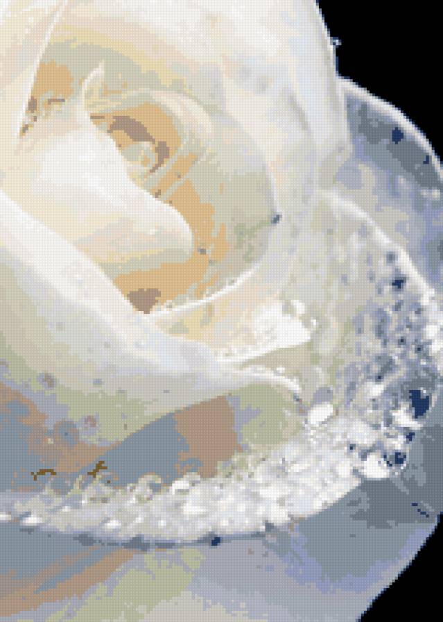 роза - букет, роза, розы, цветы - предпросмотр