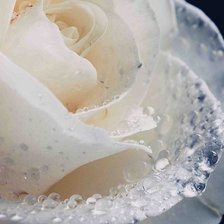 Схема вышивки «роза»