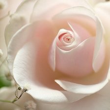 Схема вышивки «роза»