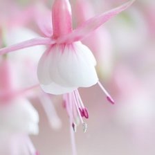 Схема вышивки «цветок»