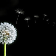 Схема вышивки «Одуванчик»