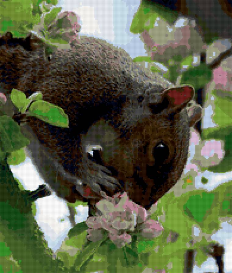 грызун - ветка, природа, орех, животные, цветы - предпросмотр