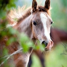 Схема вышивки «жеребенок»