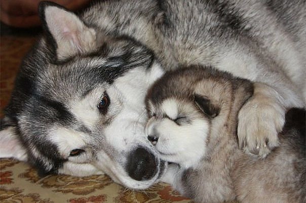 хорошо с мамой - собачки - оригинал