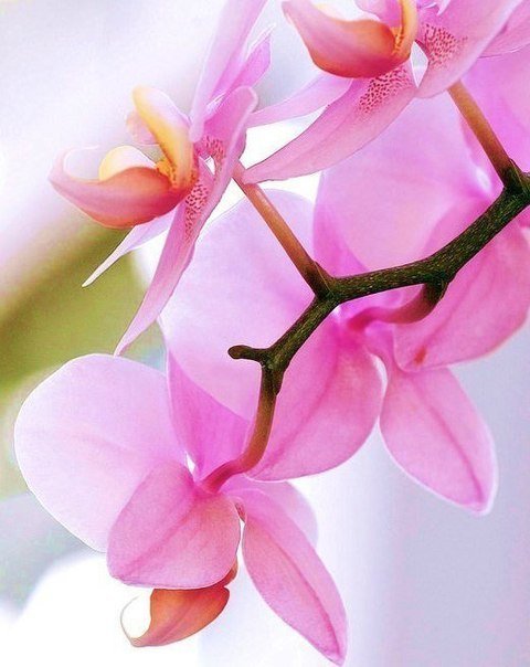 Нежность - цветы - оригинал