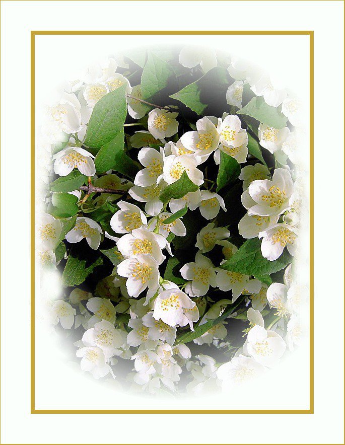 №394924 - жасмин, цветы - оригинал