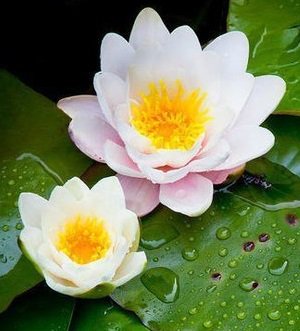 кувшинки - цветы, цветок, природа, вода, красота - оригинал