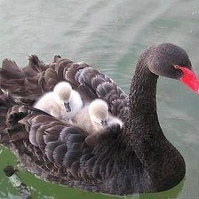 Схема вышивки «лебедь»