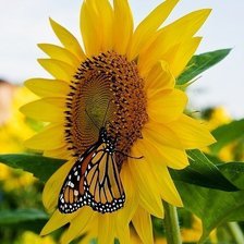 Схема вышивки «№395176»