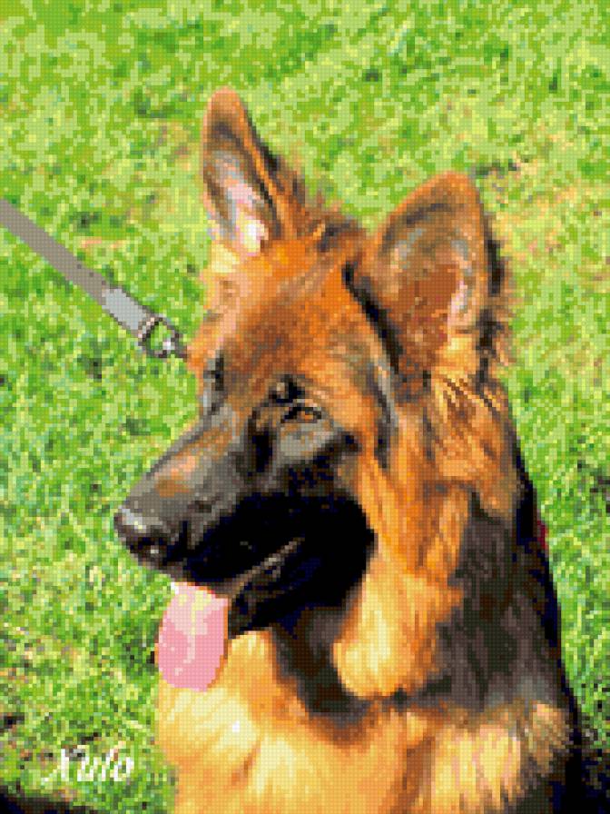 Немецкая овчарка - овчарка, немецкая овчарка - предпросмотр