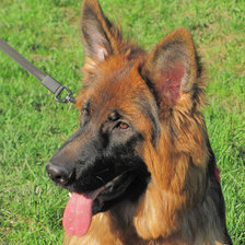 Схема вышивки «Немецкая овчарка»