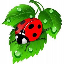 Божья коровка