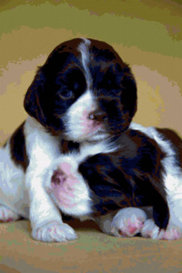 малыши - собаки, животные, кокеры - предпросмотр