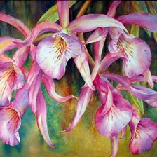 Схема вышивки «orhideya»