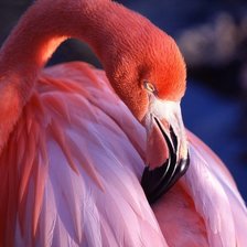 Схема вышивки «розовый фламинго»