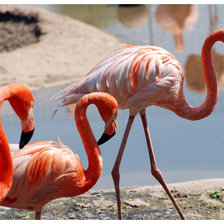 Схема вышивки «стая фламинго»