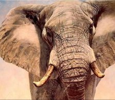 Схема вышивки «слон 1»