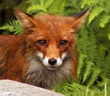 Схема вышивки «лис в папоротнике»