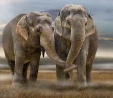 Схема вышивки «семья слонов»