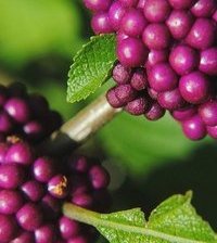 Схема вышивки «Гроздья»