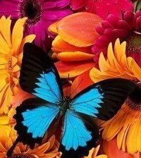 Схема вышивки «Красавица»