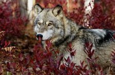 Схема вышивки «волк в багряном лесу»