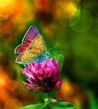 Схема вышивки «Красота»