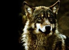 Схема вышивки «волк1»