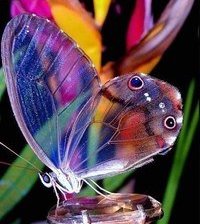 Схема вышивки «Прозрачная»