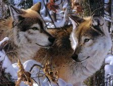 Схема вышивки «волчья пара»