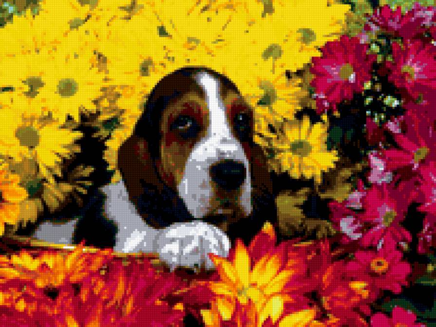 бассет в букете - животные, собаки - предпросмотр