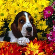 Схема вышивки «бассет в букете»