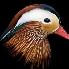 Схема вышивки «утка-мандарика»