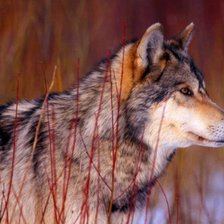 Схема вышивки «волк канадский»