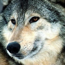 Схема вышивки «портрет волка»