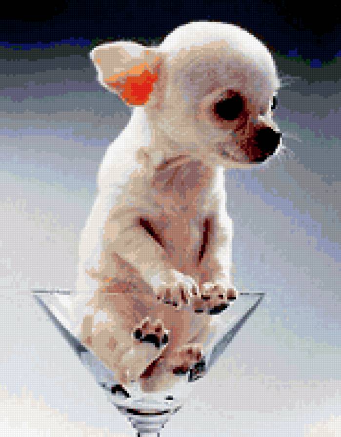 той-терьер в бокале - собаки - предпросмотр