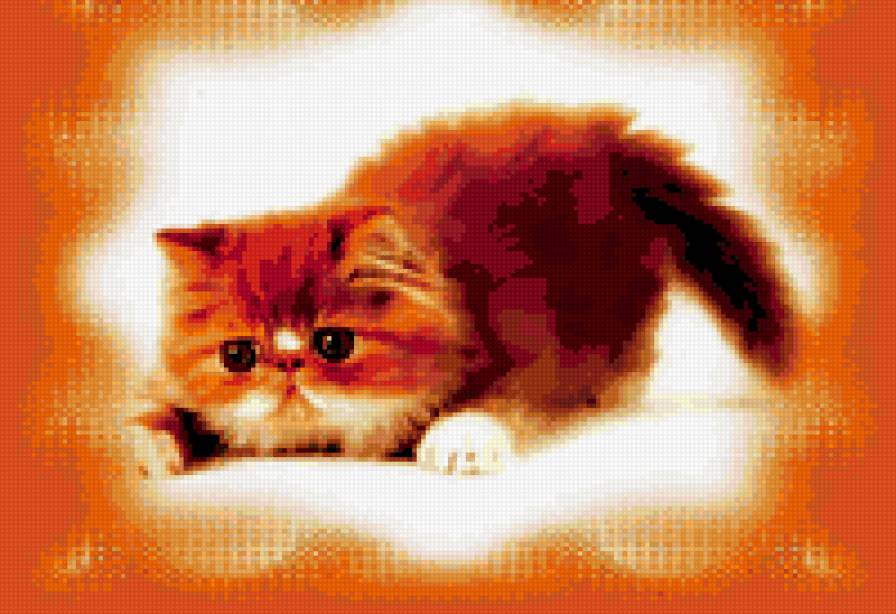 перс-котенок - кошки - предпросмотр