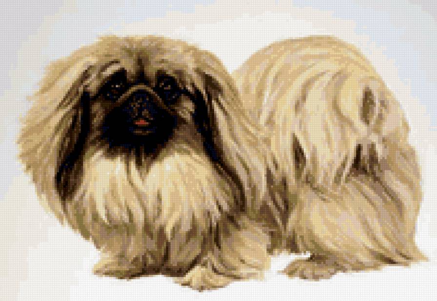 пекинес - собаки - предпросмотр