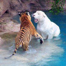 Схема вышивки «Тигры»