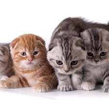 Схема вышивки «Котята»